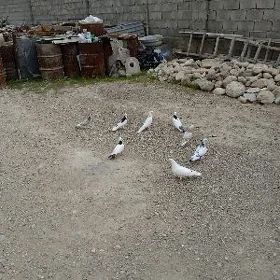 Kepderi