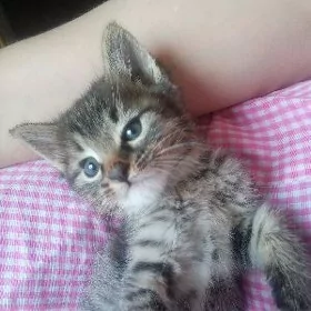 Катёнок Мишка