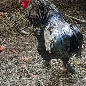 gigant horaz
