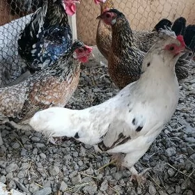 karlyk