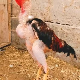 horaz