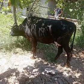 göleli sygyr