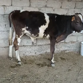 Okuz okuzce