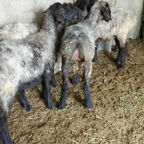 Işşek