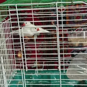 Амадинка