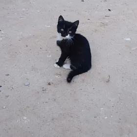 Pişijek Котенок
