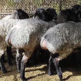 Bakylan işşekler