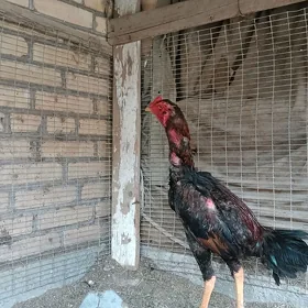 baysow