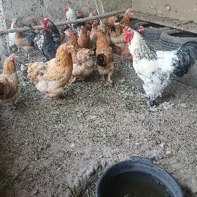 brama yumurtga