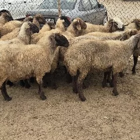 turkmen goyunlar