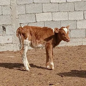 tuwe