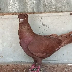 кепдер