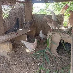 kepderi