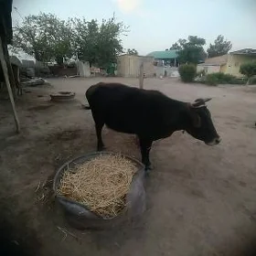 sygyr