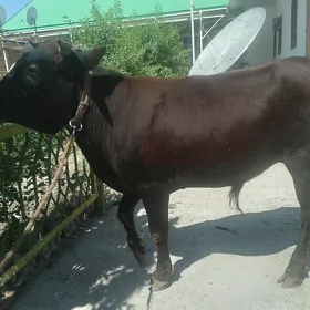 Öküz