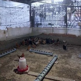 towuk juyje juje