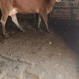 yaş goleli sygyr