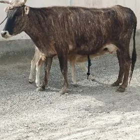 dalgyr göleli sygyr
