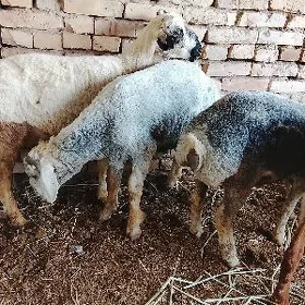 Goçgar
