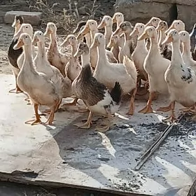 ÖRDEK