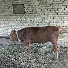 ýaş okuz