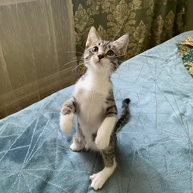 Котенок-мальчик в добрые руки