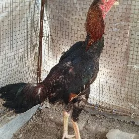 ozbek juje