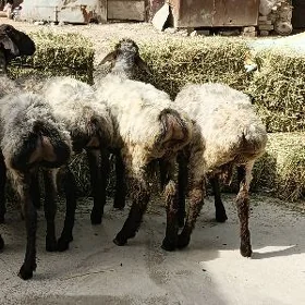 işşek