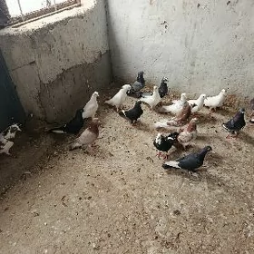 kepderi.