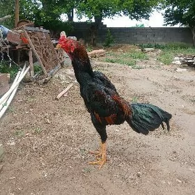 haraz