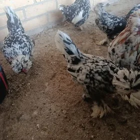 karlik