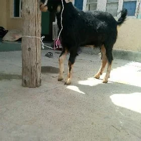 Geci Doğ