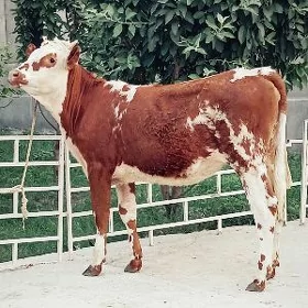 Simental gibirit tuwe