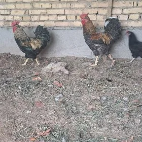 Gigant horazlar