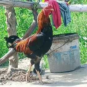 HORAZ