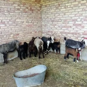 Goýun Guzuly Geçi Ekiz Owlakly