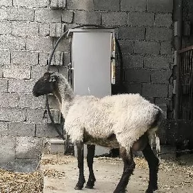 Goýun