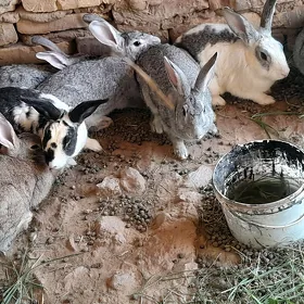 Ene towşan
