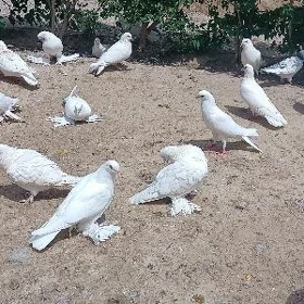 kepderi