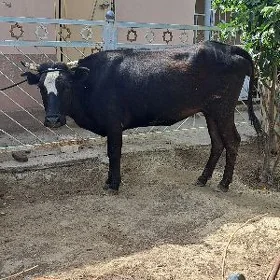 gibirt agyr bogaz tüwe