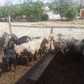 İşşek dogjagaş