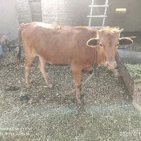 Gulajyn gole