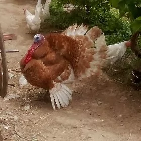 Induk horaz