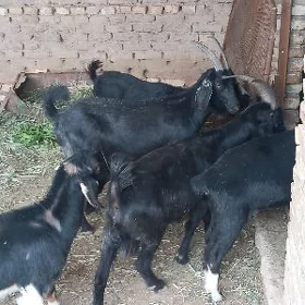 Bakylan Geçi çebişler