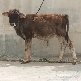 OKÜZÇE