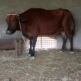 Göleli sygyr