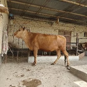 Boğaz Sygyr