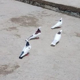 Kepderi