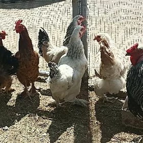 brama paroda towuklar