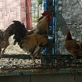 towuk horaz